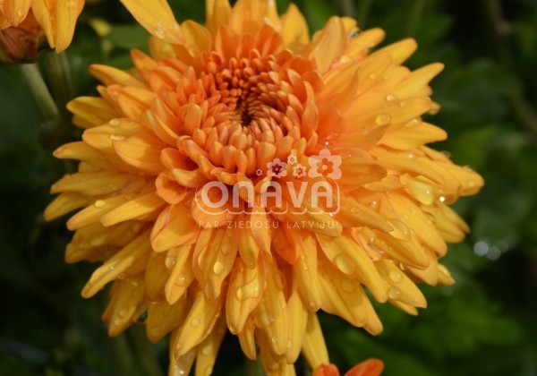Chrysanthemum, daudzziedu Gompie Bronze