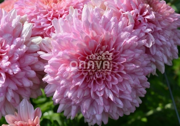 Chrysanthemum, daudzziedu Gompie Pink