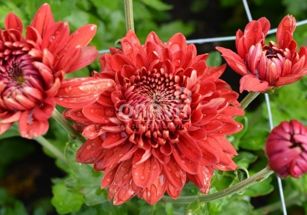 Chrysanthemum, daudzziedu Gompie Red