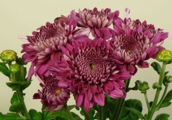 Chrysanthemum, daudzziedu Gompie Super