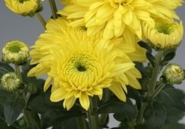 Chrysanthemum, daudzziedu Gompie Yellow