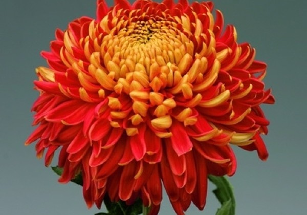Chrysanthemum, lielziedu Hanenburg Red