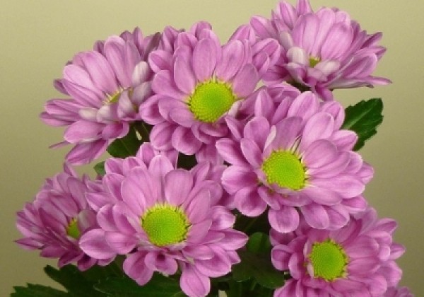 Chrysanthemum, Santini Ilse Splendid