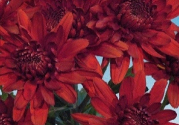 Chrysanthemum, daudzziedu Jaguar Red