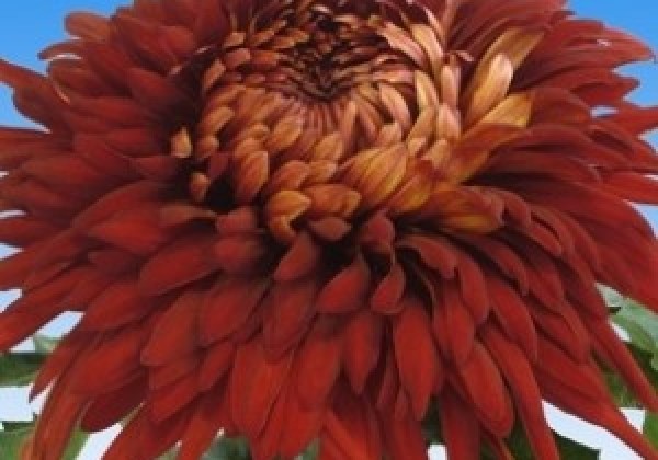 Chrysanthemum, lielziedu John Riley Red