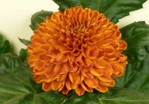 Chrysanthemum, daudzziedu Kiev Bicolor