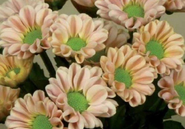 Chrysanthemum, Santini Kim Pink