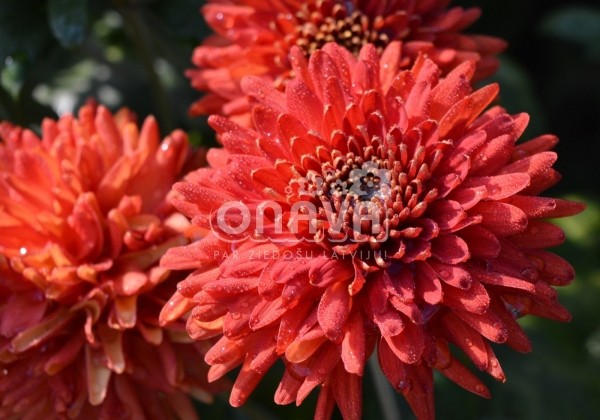 Chrysanthemum, daudzziedu Lilian Hoek Red