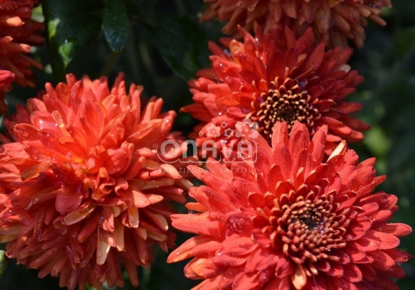 Chrysanthemum, daudzziedu Lilian Hoek Red