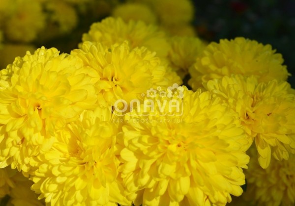 Chrysanthemum, daudzziedu Lilian Hoek Yellow