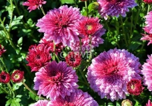 Chrysanthemum, daudzziedu Linda Purple