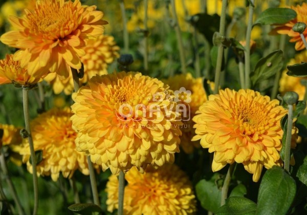 Chrysanthemum, daudzziedu Littleton Bronze