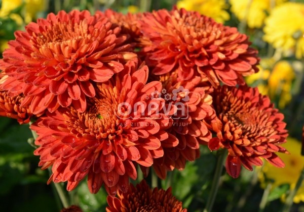 Chrysanthemum, daudzziedu Littleton Red