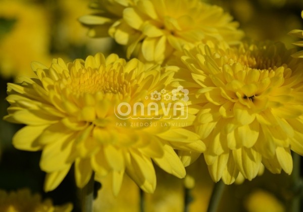 Chrysanthemum, daudzziedu Littleton Yellow