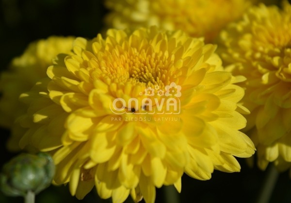 Chrysanthemum, daudzziedu Littleton Yellow