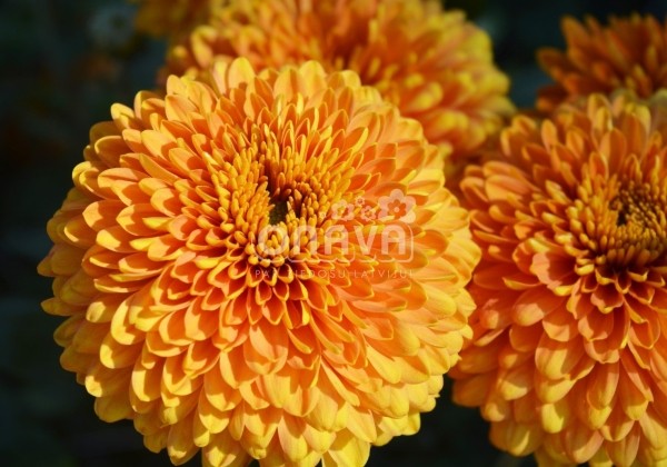 Chrysanthemum, daudzziedu Margaret Bronze