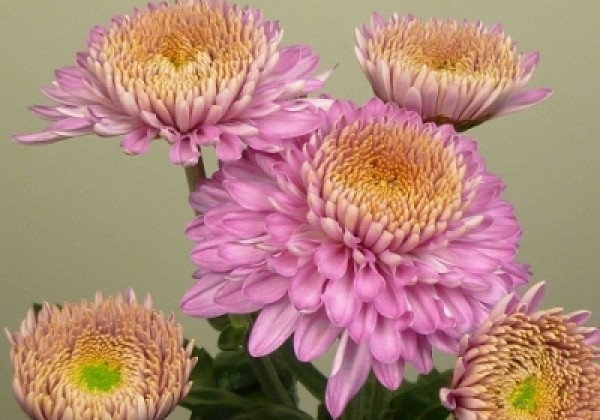 Chrysanthemum, daudzziedu Margaret Pink