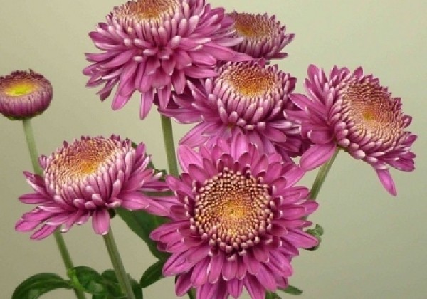 Chrysanthemum, daudzziedu Margaret Purple