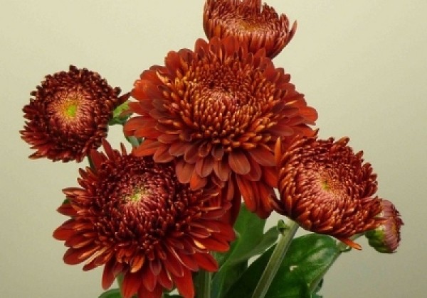 Chrysanthemum, daudzziedu Margaret Red