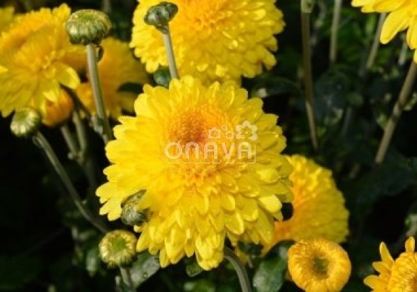 Chrysanthemum, daudzziedu Margaret Sunny