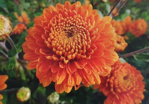 Chrysanthemum, daudzziedu Victoria Orange