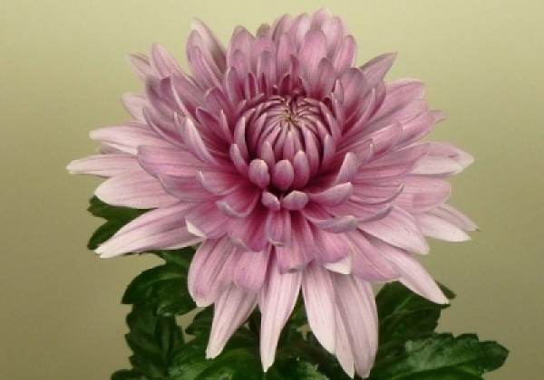 Chrysanthemum, lielziedu Oefa Pink