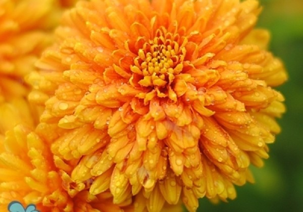 Chrysanthemum, daudzziedu Pamela Bronze