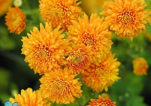 Chrysanthemum, daudzziedu Pamela Bronze