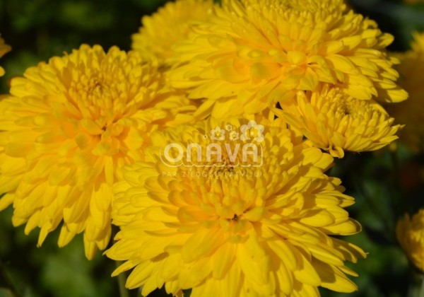 Chrysanthemum, daudzziedu Pamela Yellow