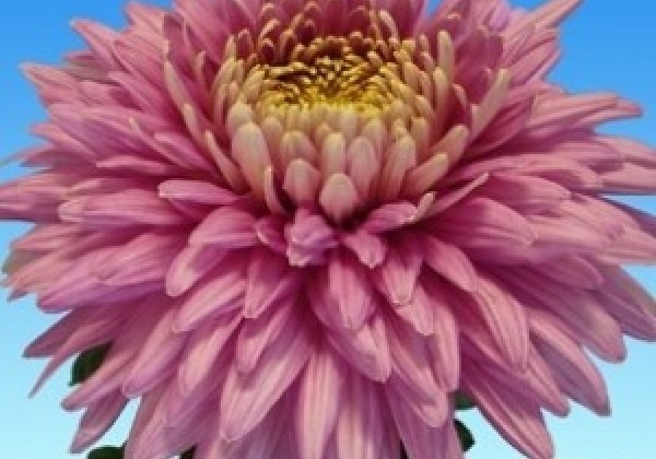 Chrysanthemum, lielziedu Pandion Pink