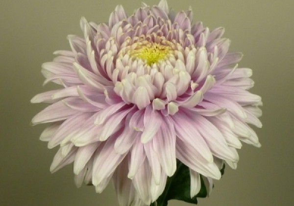 Chrysanthemum, lielziedu Pandion Salmon