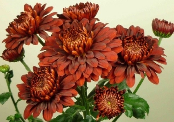 Chrysanthemum, daudzziedu Payton Blaze Red