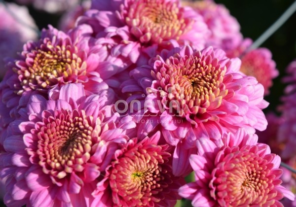Chrysanthemum, daudzziedu Payton Lady Pink