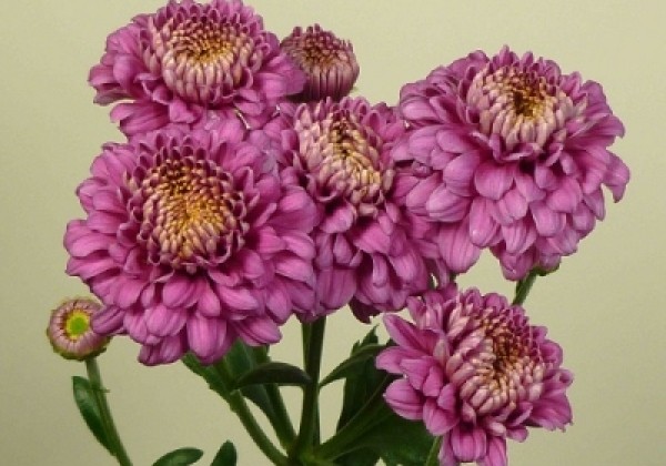 Chrysanthemum, daudzziedu Payton Lady Purple