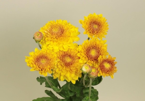 Chrysanthemum, daudzziedu Wendy Yellow