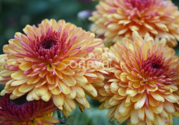 Chrysanthemum, daudzziedu Pompon Bicoulor