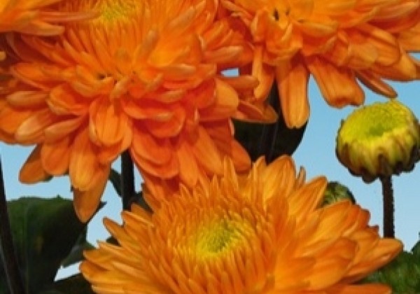 Chrysanthemum, daudzziedu Pompon Orange