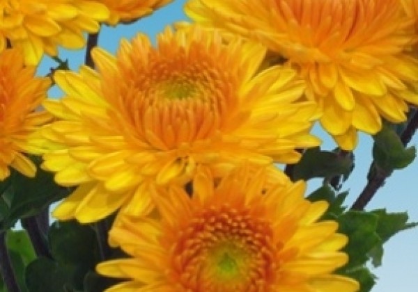 Chrysanthemum, daudzziedu Pompon Yellow