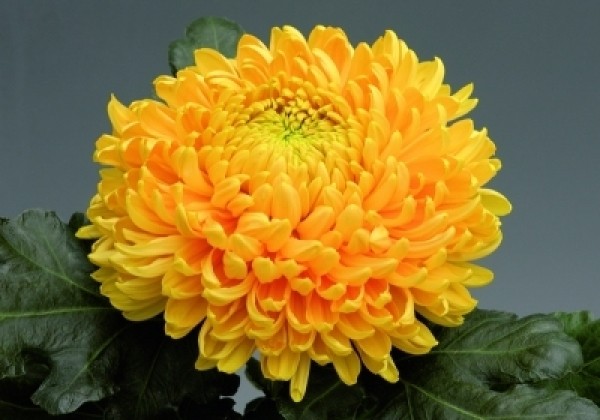 Chrysanthemum, lielziedu Pr. Armgard Yellow