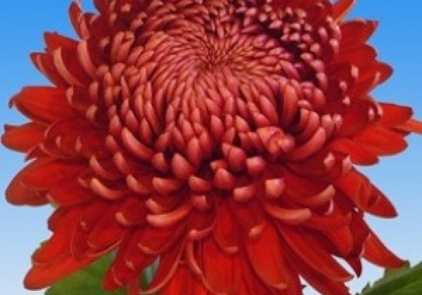 Mist Regal Jaunstādi | Red lielziedu Chrysanthemum,