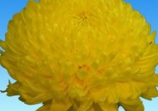 Chrysanthemum, lielziedu Riga Yellow