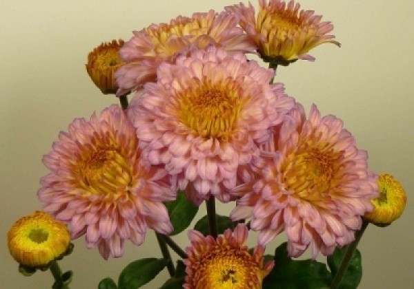 Chrysanthemum, daudzziedu Sally Pink