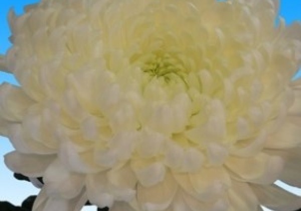 Chrysanthemum, lielziedu Taiga White