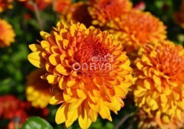 Chrysanthemum, daudzziedu Wendy Bronze
