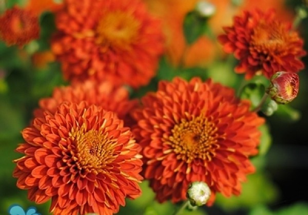 Chrysanthemum, daudzziedu Wendy Red