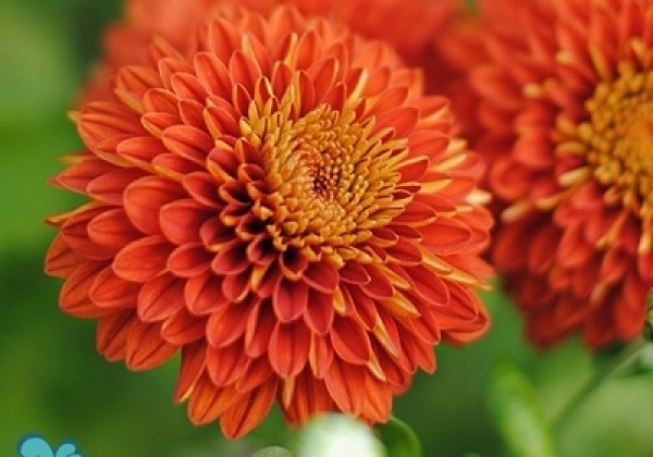 Chrysanthemum, daudzziedu Wendy Red