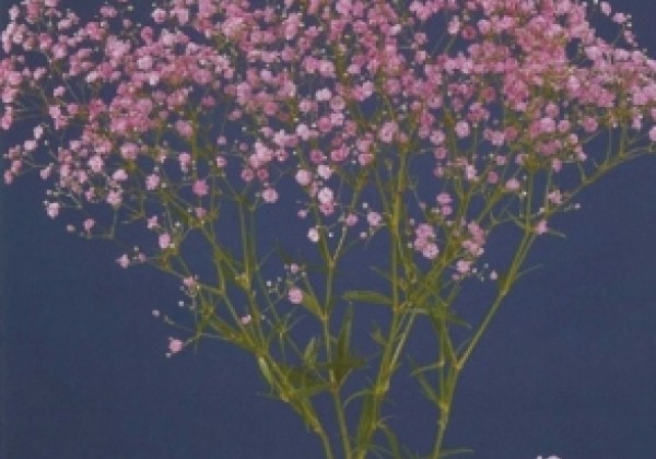 Gypsophila paniculata My Pink