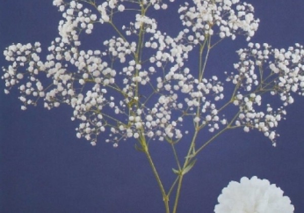 Gypsophila paniculata Xlence