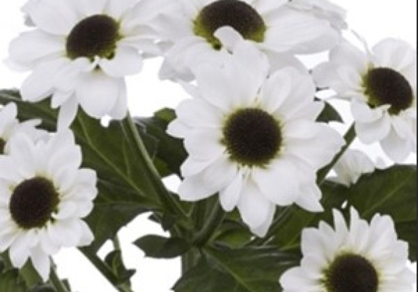 Chrysanthemum, Santini Yin Yang White