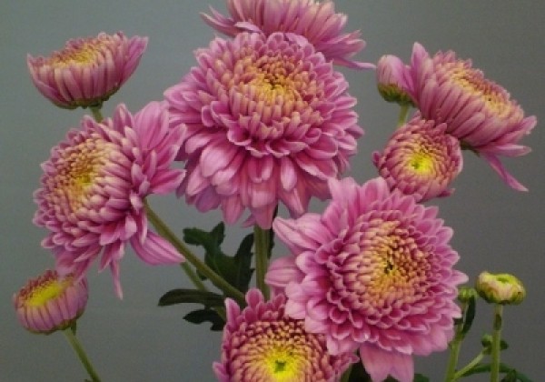 Chrysanthemum, daudzziedu Romeo Pink